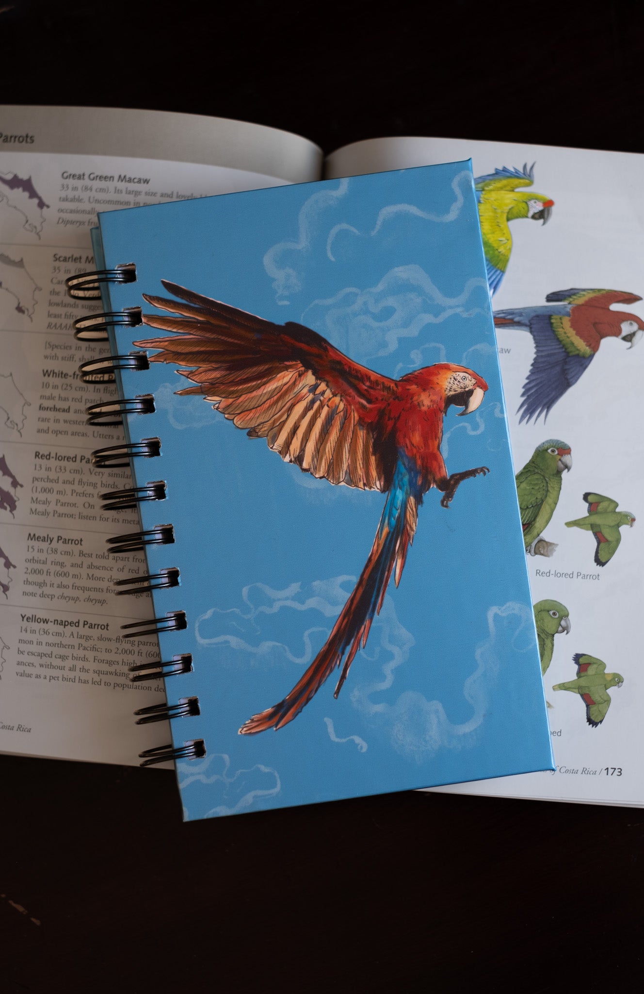 Libreta Lapa Roja | Ara macao