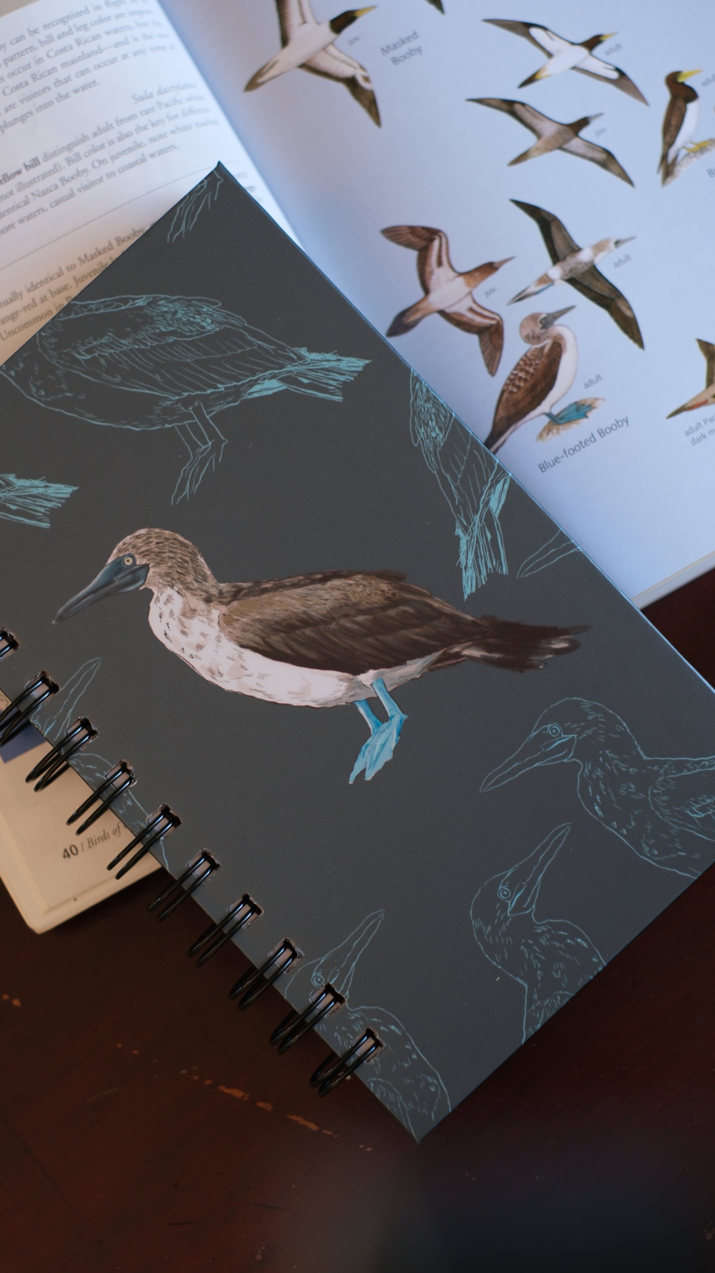 Libreta Patiazul | Sula nebouxii
