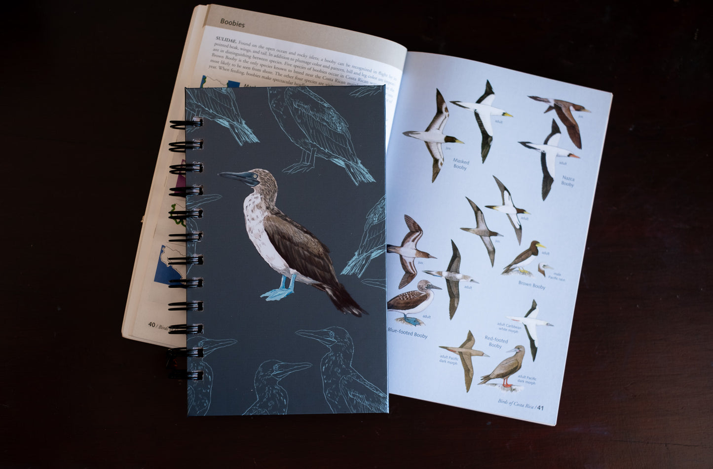Libreta Patiazul | Sula nebouxii