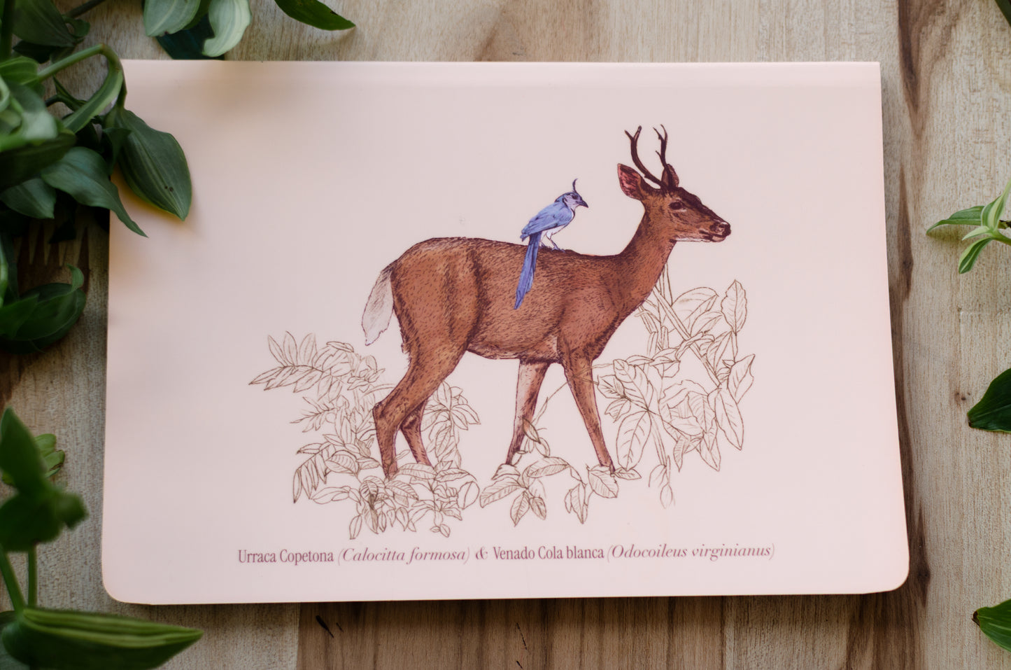 Libreta Venado & Urraca