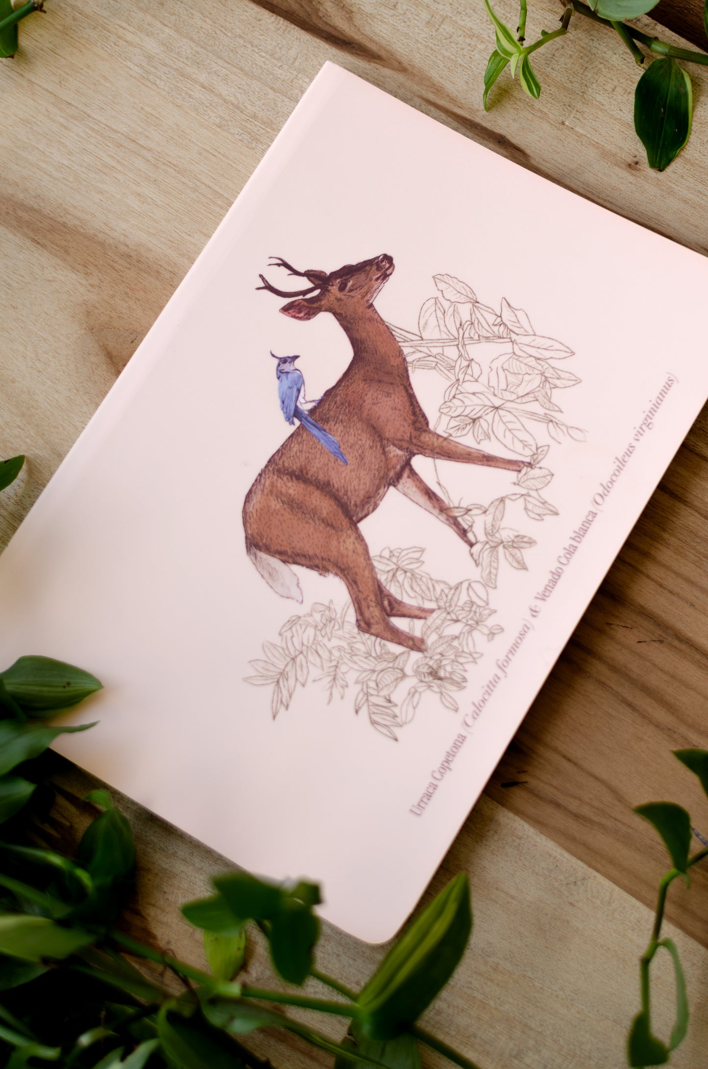 Libreta Venado & Urraca