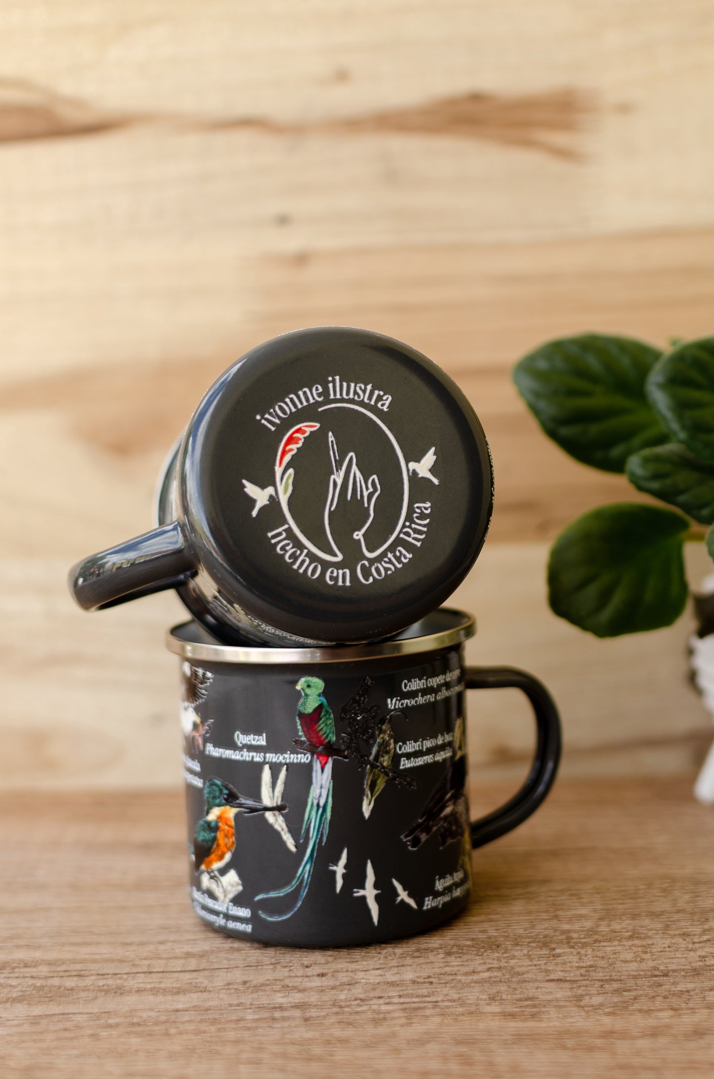 Jarra Loza Aves de Costa Rica Gris